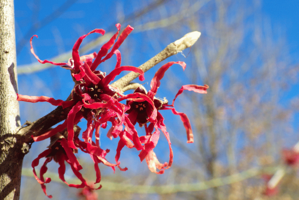 Vernal Witch Hazel