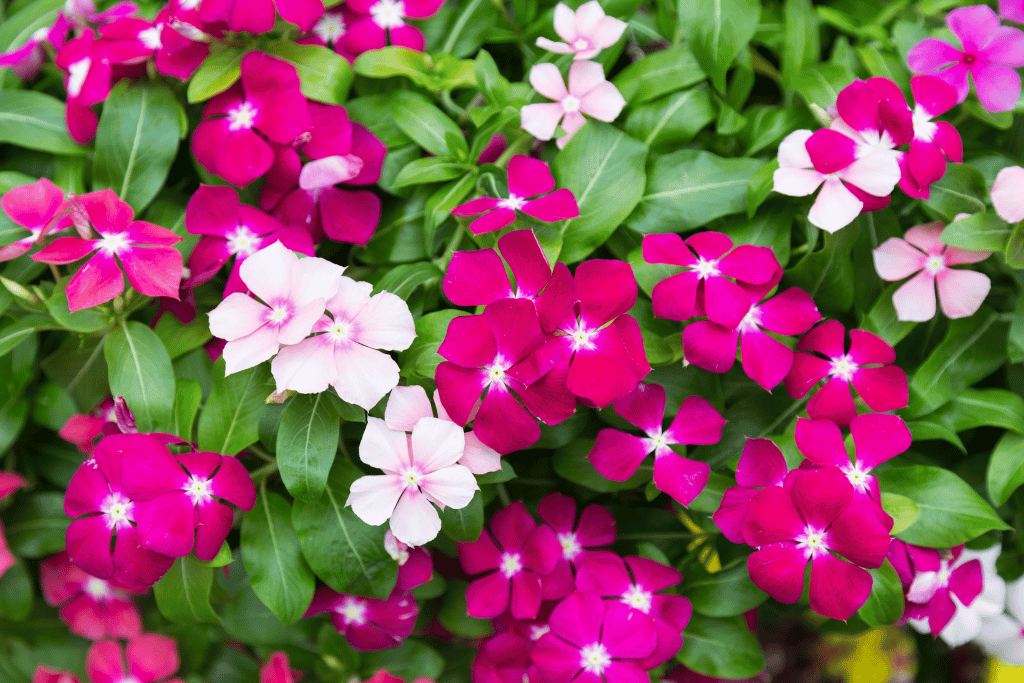 Vinca