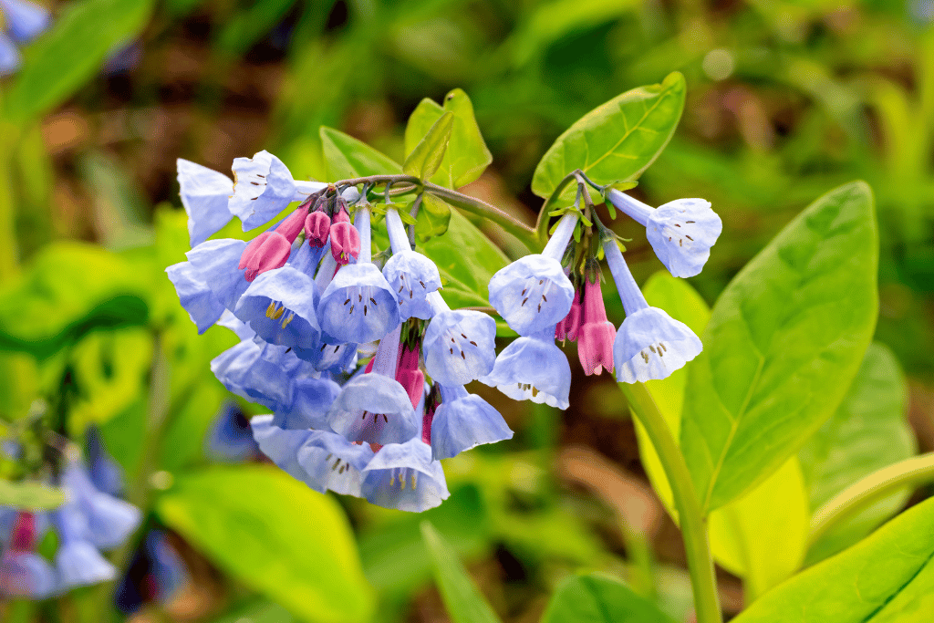 Virginia Bluebell