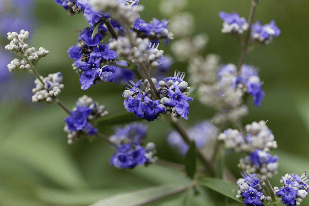 Vitex