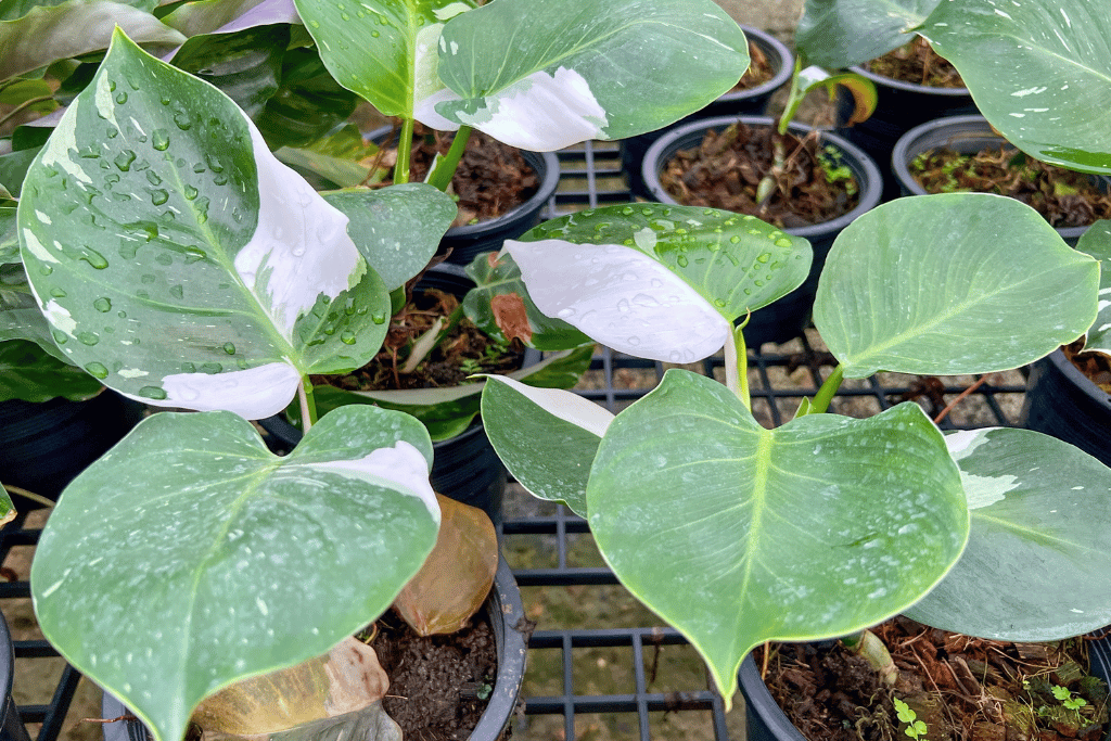 White Wizard and Philodendron White Knight