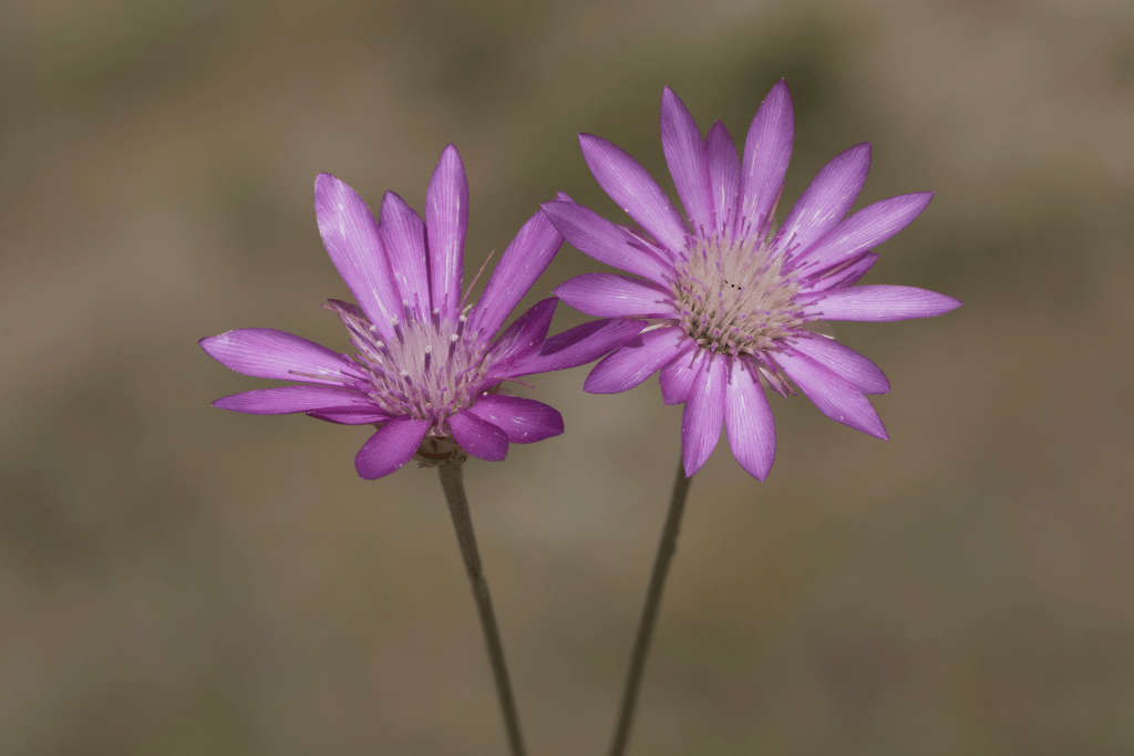 Xeranthemum