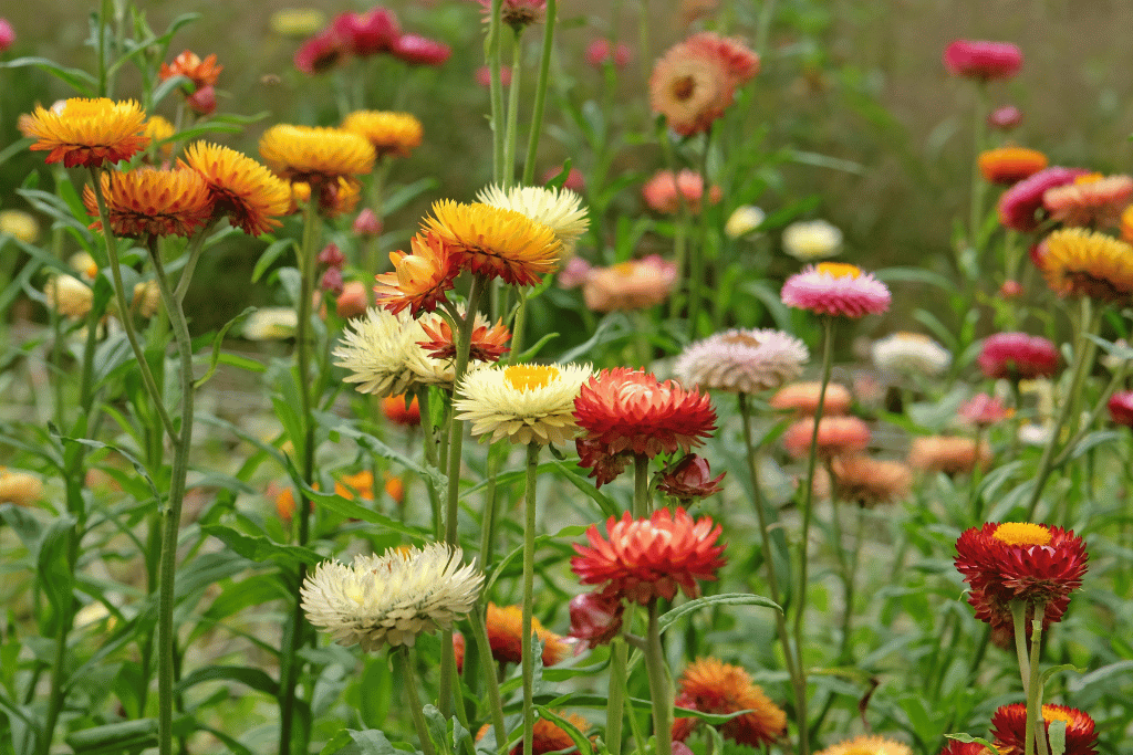 Xerochrysum