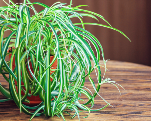 how to make spider plant bushier