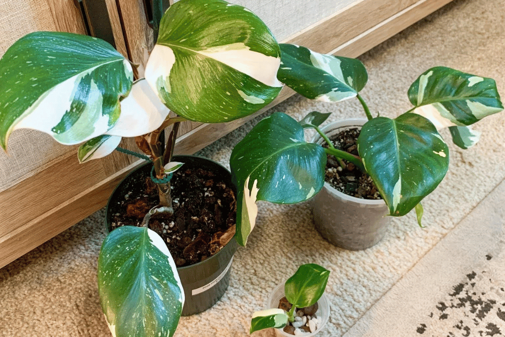 Philodendron White Knight Vs White Wizard