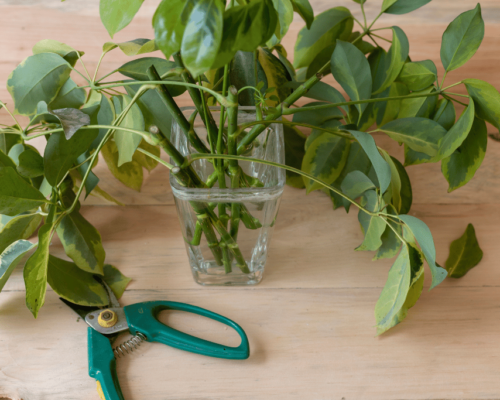 umbrella plant propagation