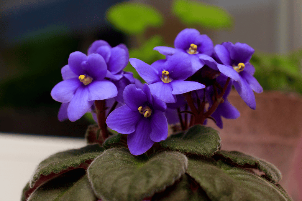 African Violet 