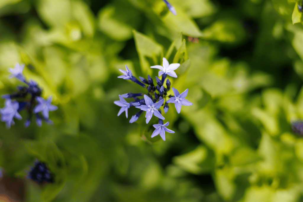 Amsonia 