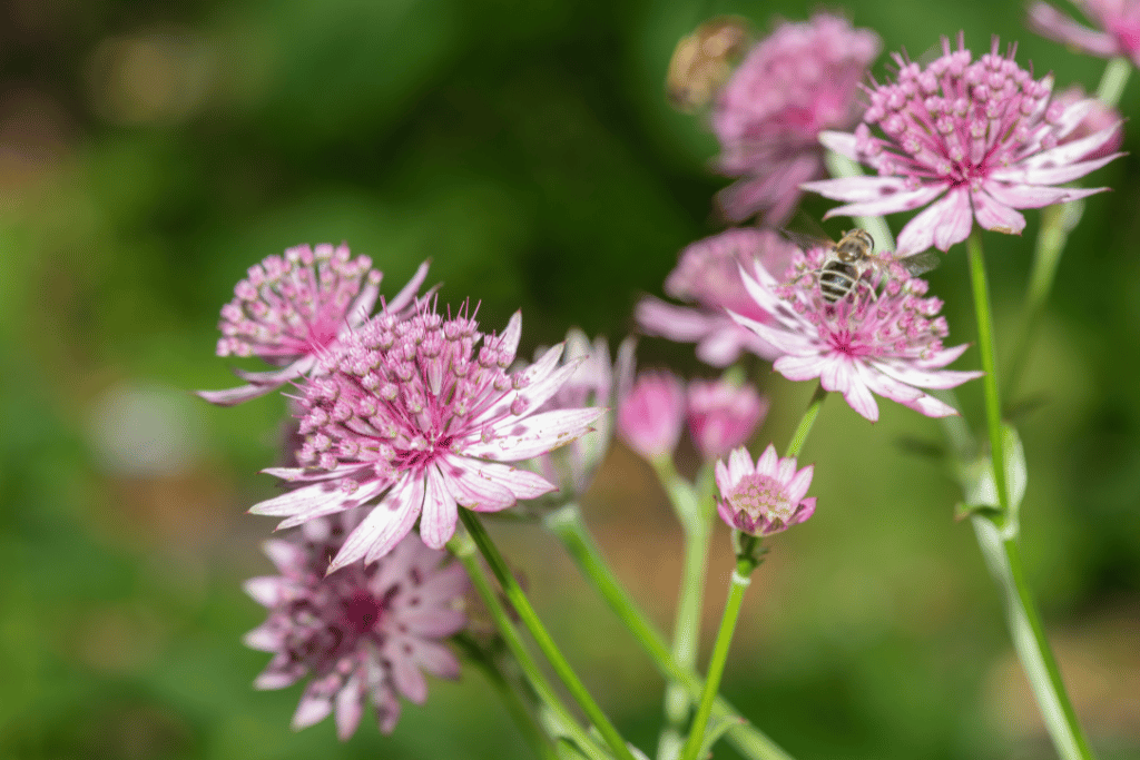 Astrantia