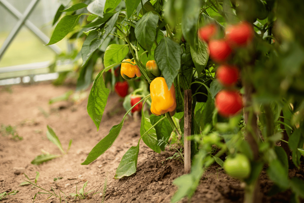 Bell Peppers