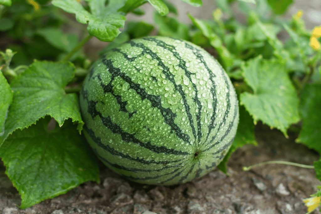 Best Time to Plant Watermelon