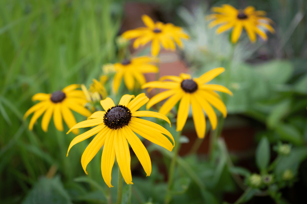 Black-Eyed Susan 