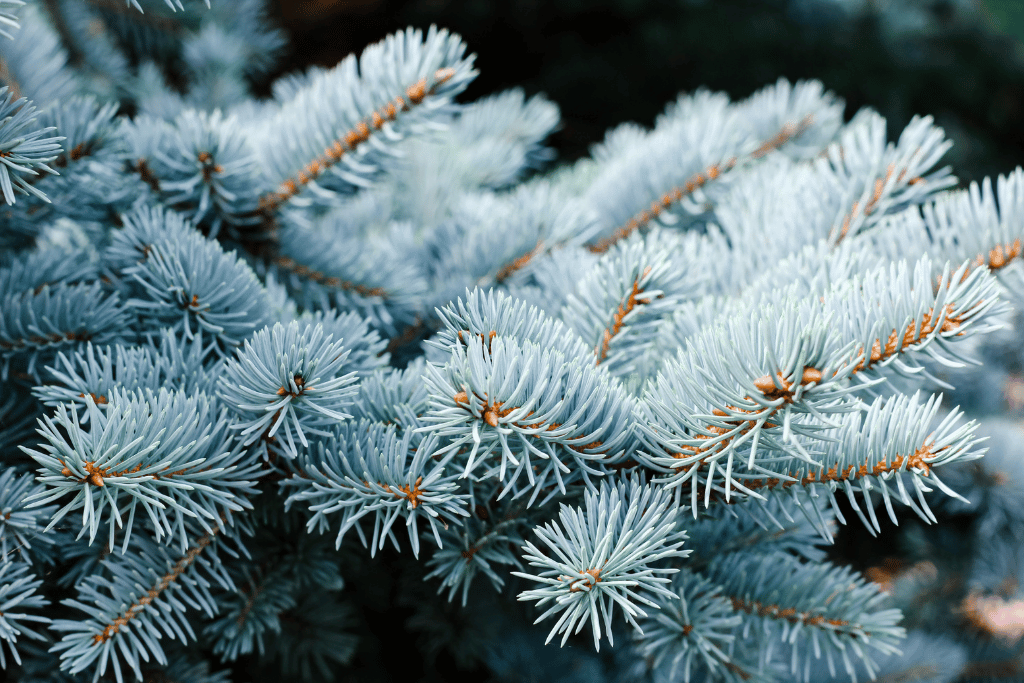 Blue Spruce Trees