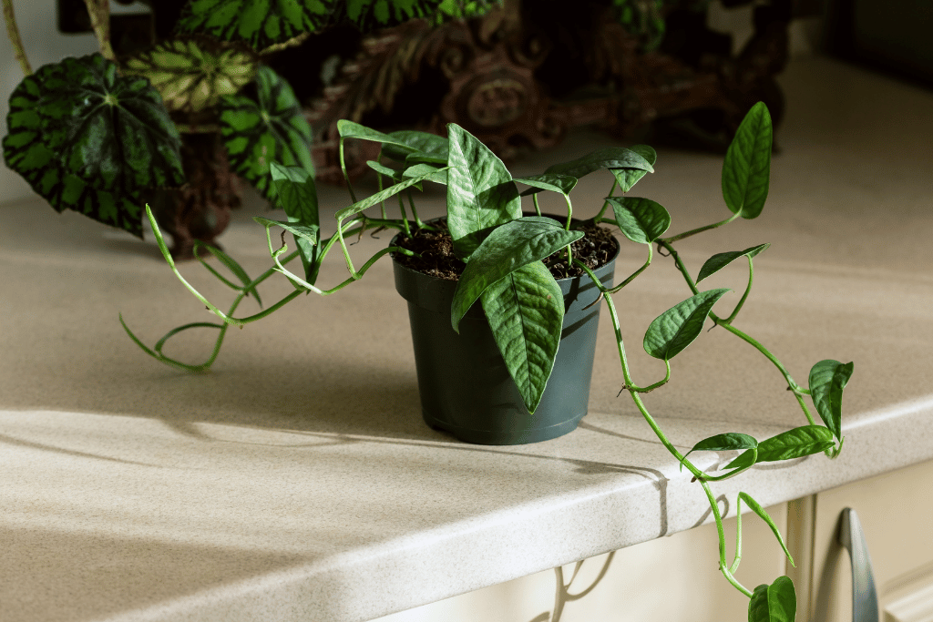 Cebu Blue Pothos 