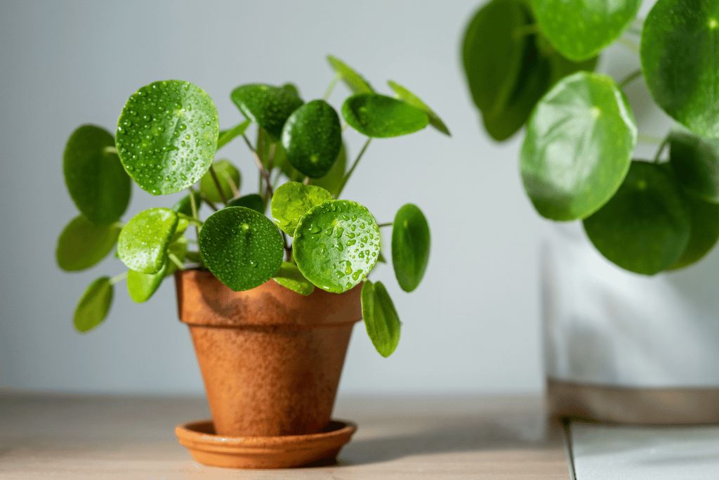 Chinese Money Plant 