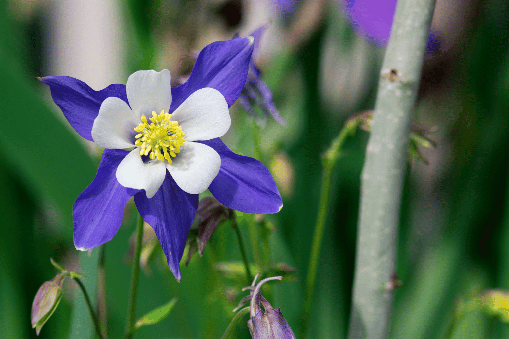 Columbine 