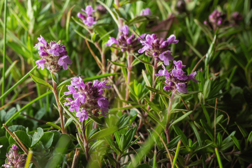 Creeping Thyme Growth