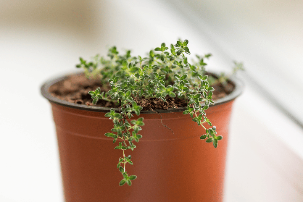 Creeping Thyme Propagation