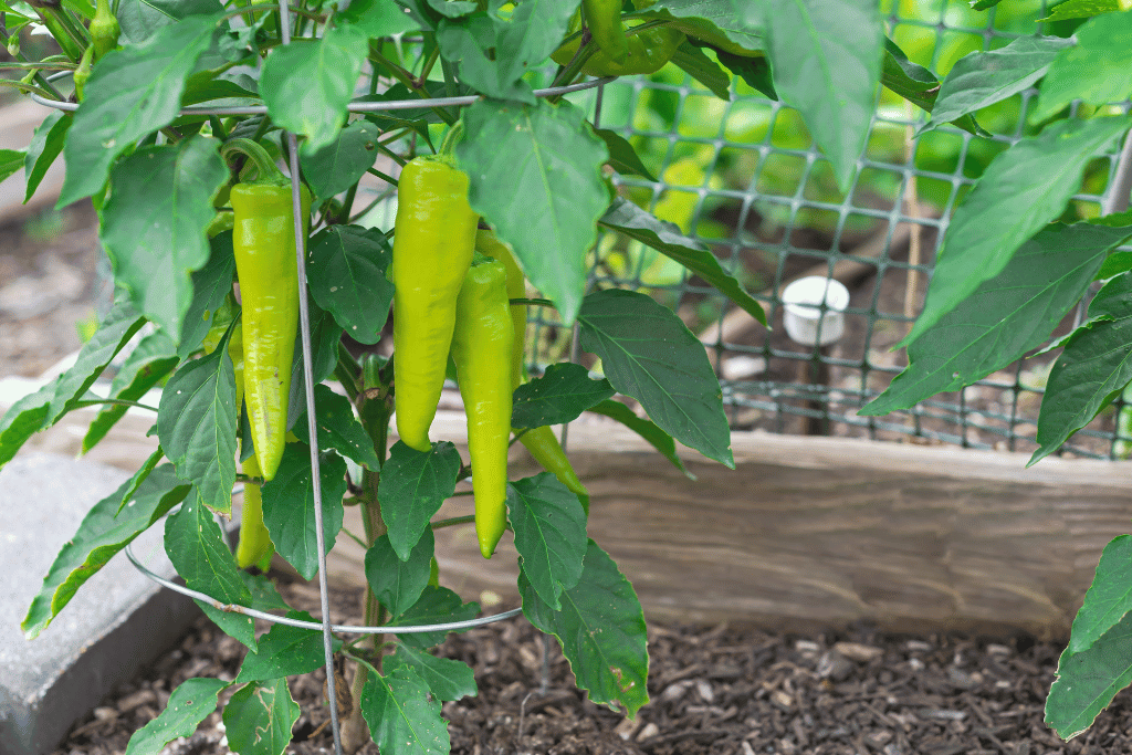 Do Banana Peppers Need a Trellis