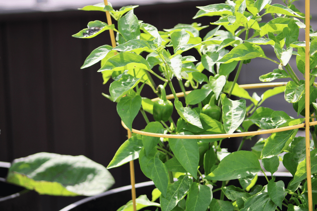 Do Bell Pepper Plants Need Cages