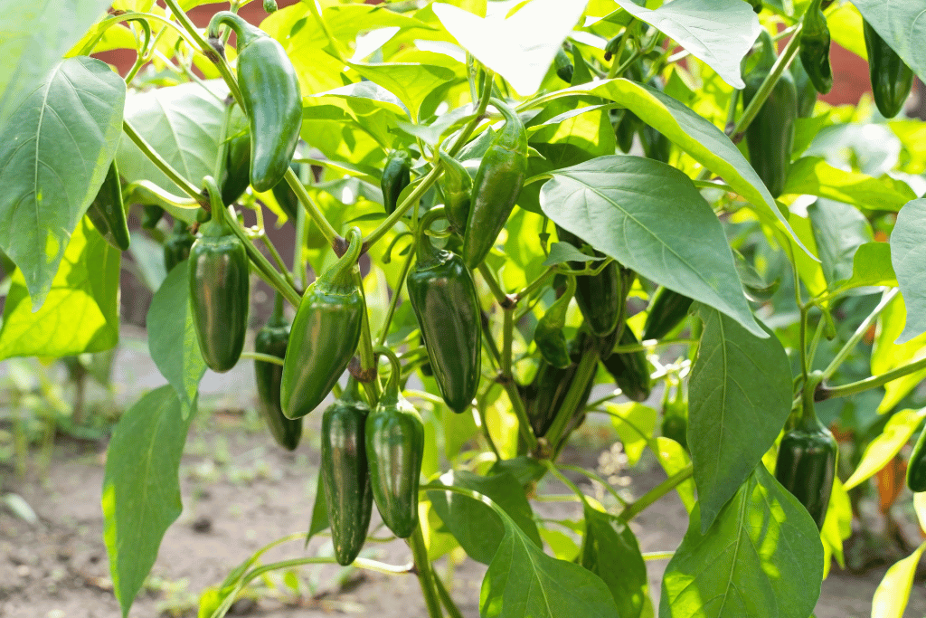 Do Jalapenos Need a Trellis