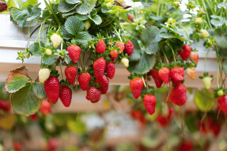 Growing Strawberries: Do Strawberries Need a Trellis? - The Plant Bible