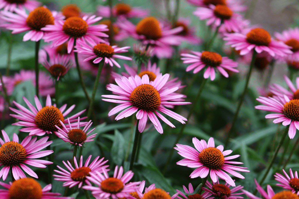 Echinacea