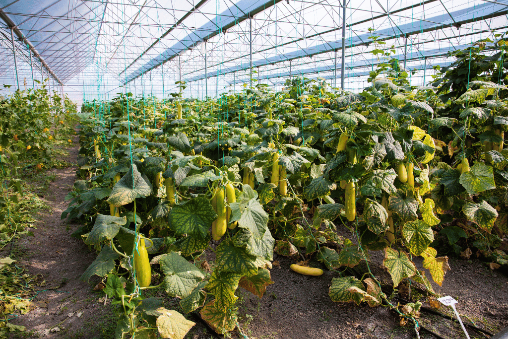 Edible Yellow Cucumbers