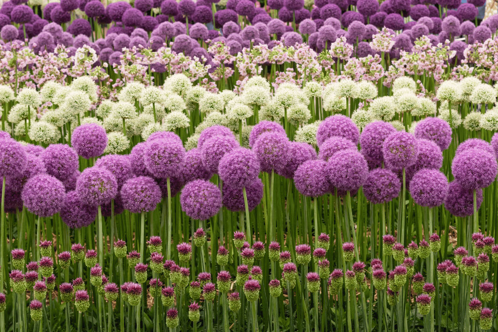 Flowers That Represent Strength