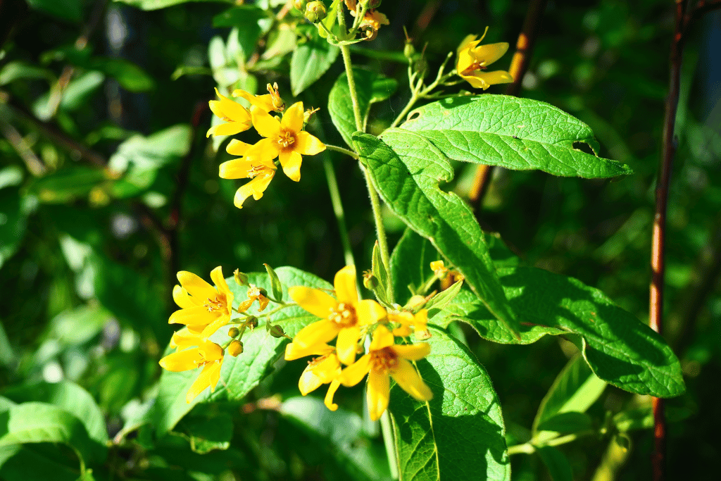 Garden Loosestrife