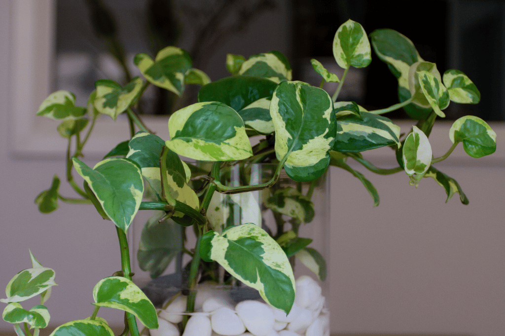 Glacier Pothos 