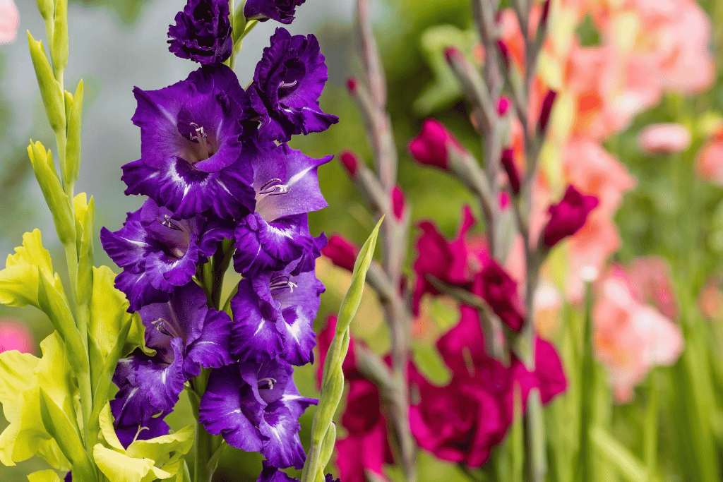 Gladiolus 