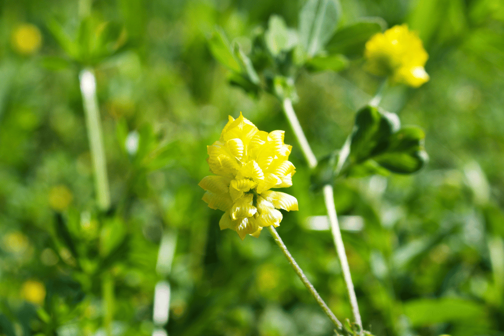 Golden Clover