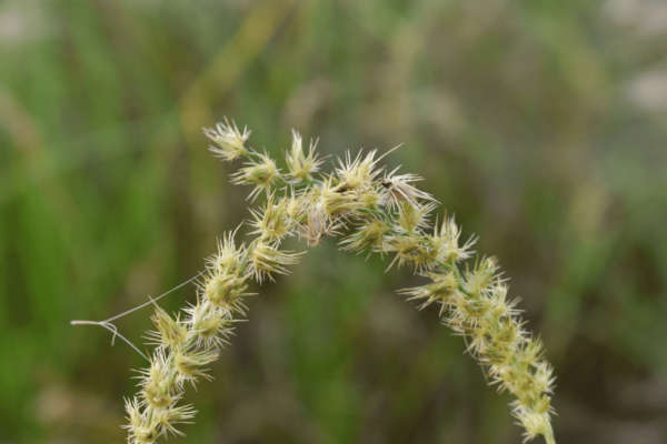20 Types of Stickers in Grass: How to Identify and Eliminate Them - The ...
