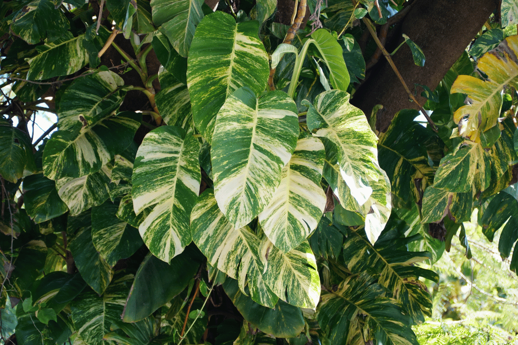 Hawaiian Pothos 