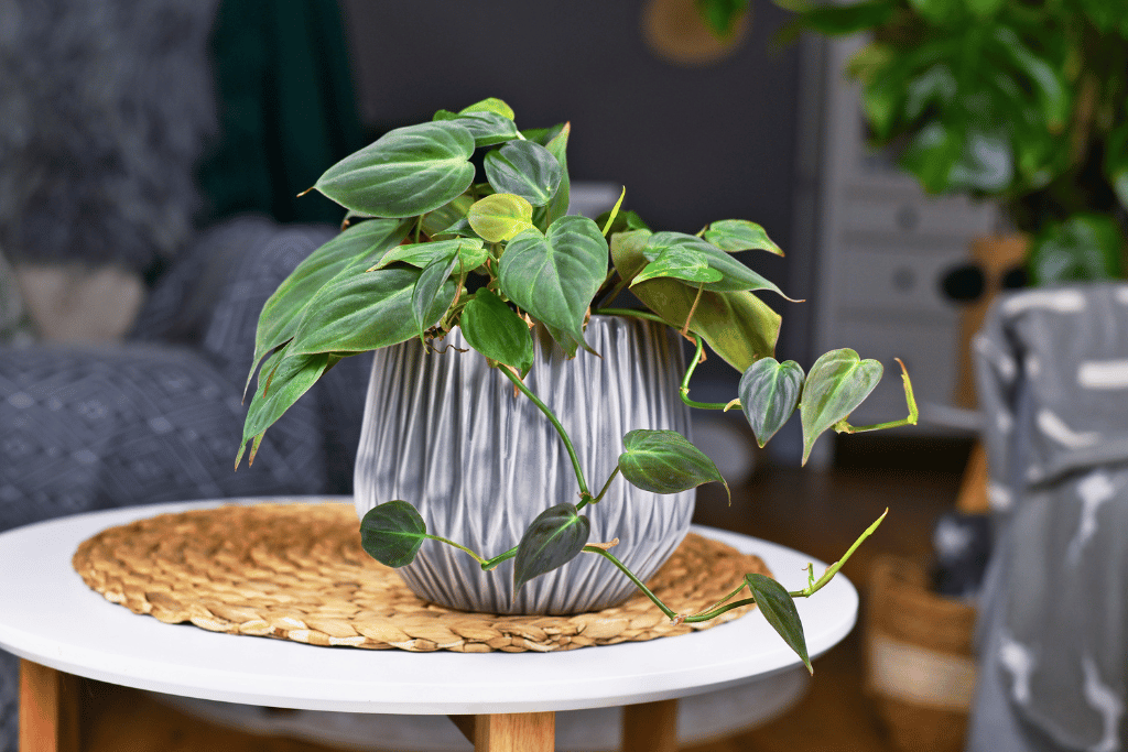 Heartleaf Philodendron