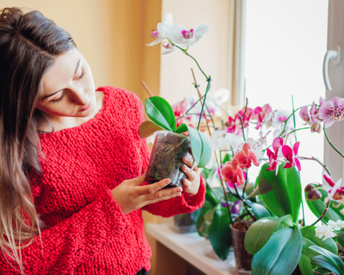 how to care for an orchid indoors