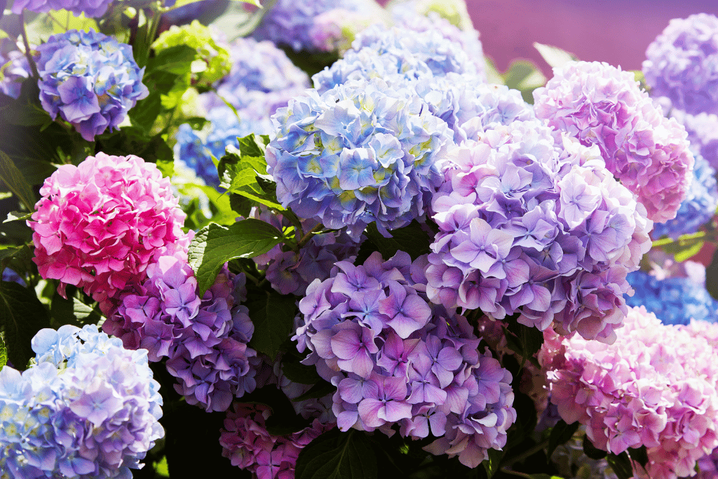 Hydrangea 