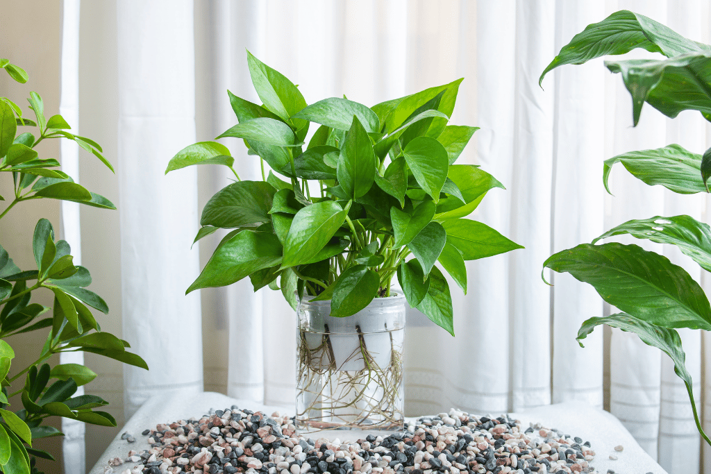 Jade Pothos 