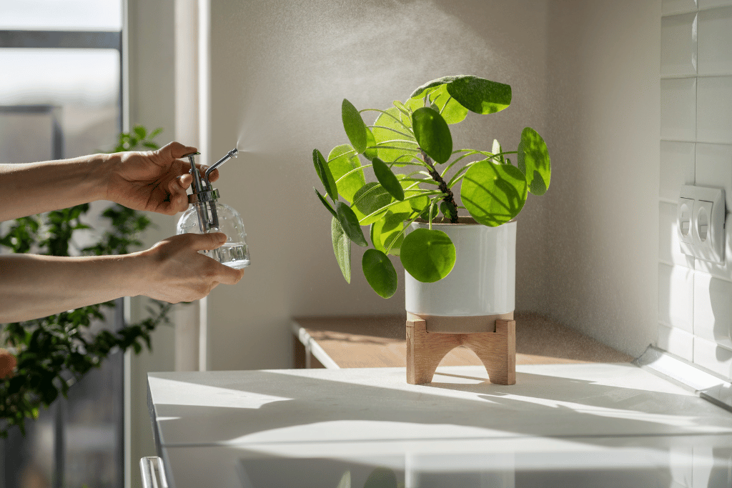 Money Plant Care