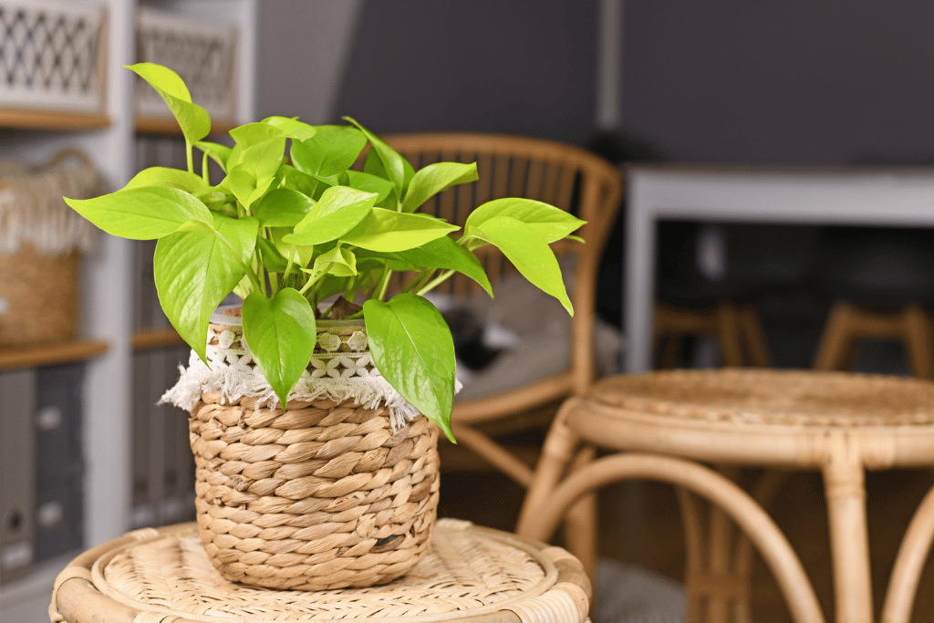 Neon Pothos 