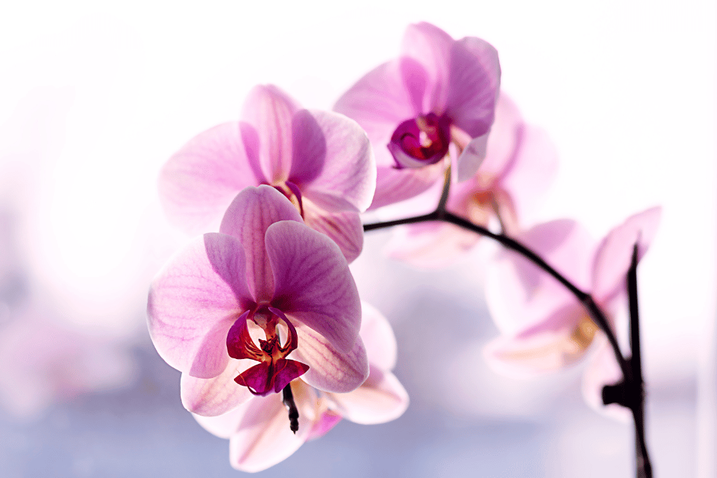 Orchid