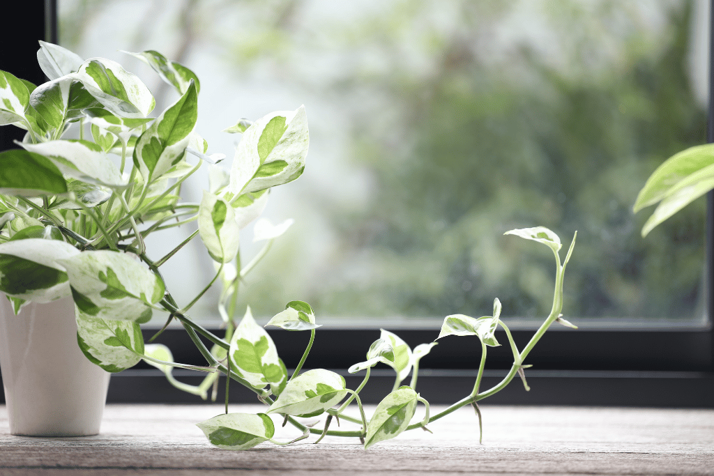 Pearls and Jade Pothos