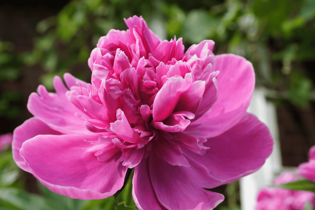 Peony