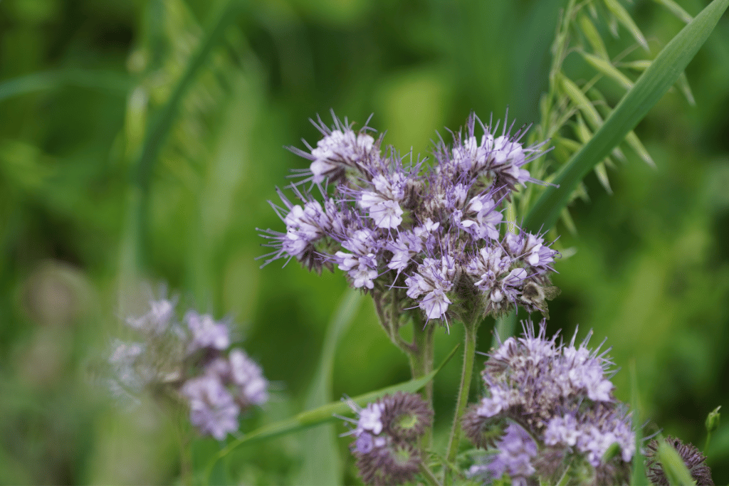 Phacelia