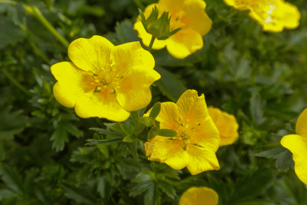 Potentilla