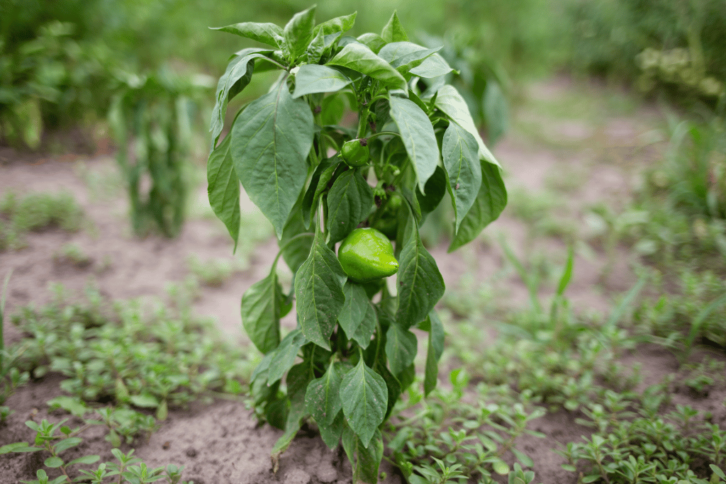 Prepare a Trellis for Your Pepper Plant