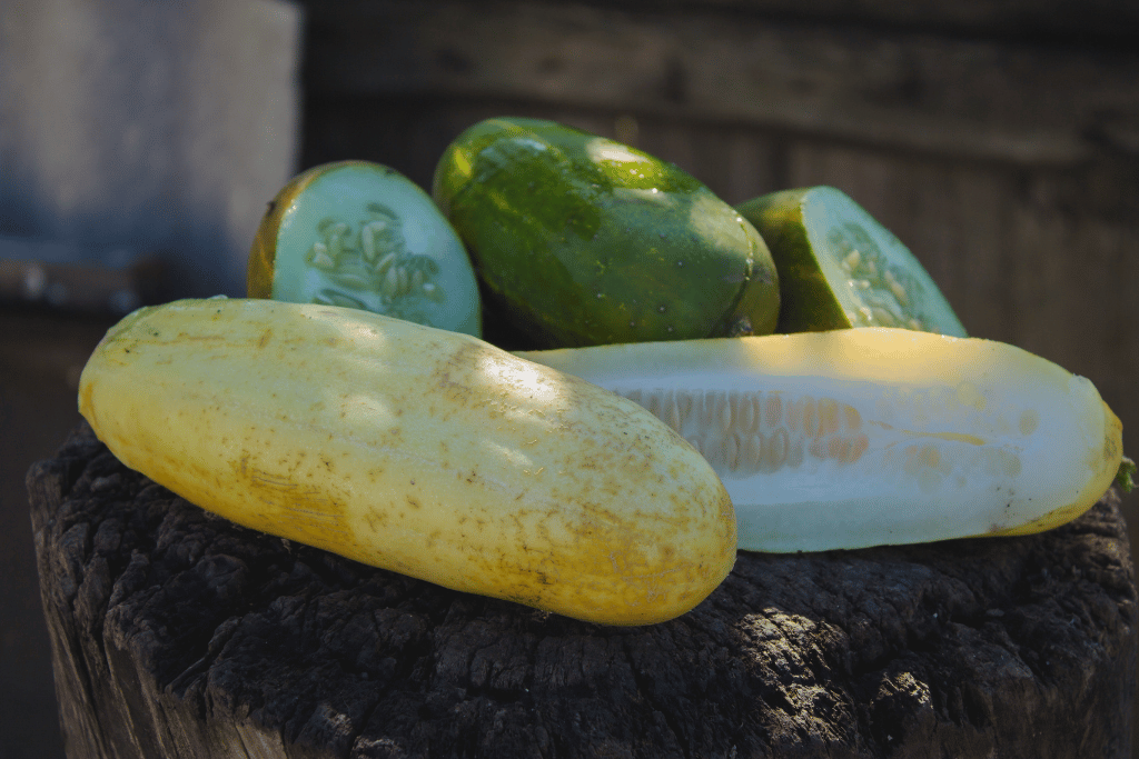 Preventing Yellowing of Cucumbers