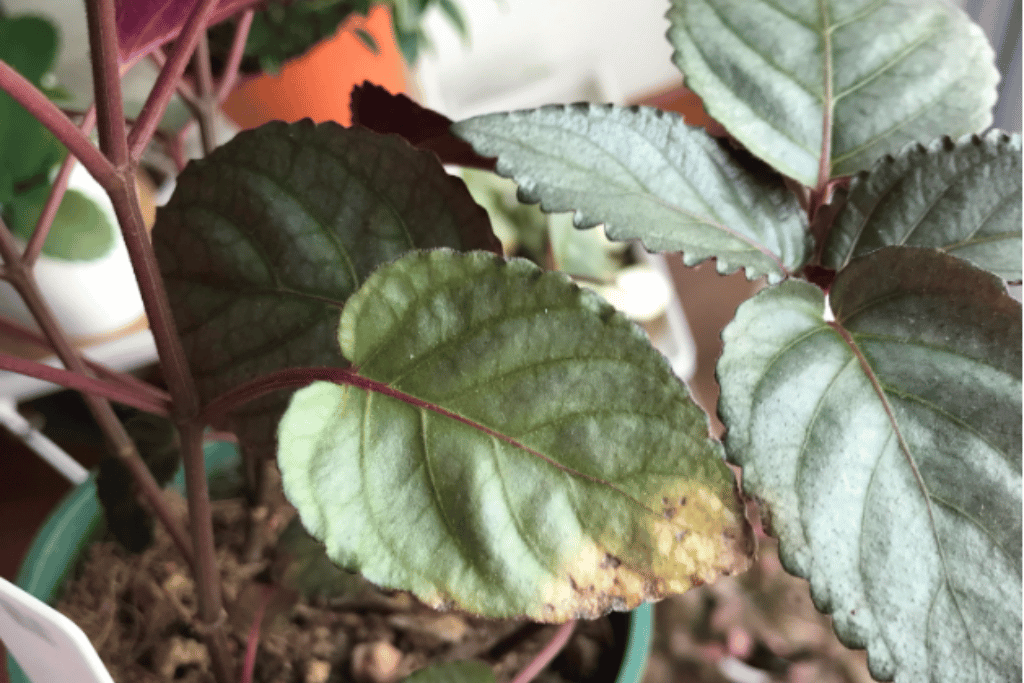 Problems of Purple Waffle Plant