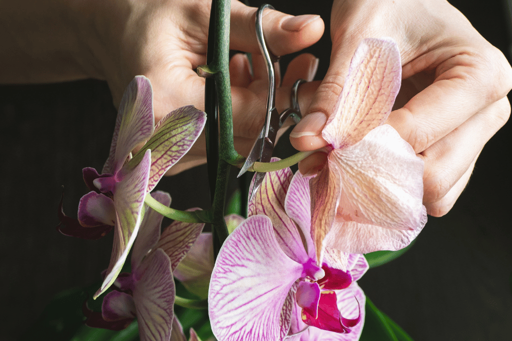 Pruning and Deadheading